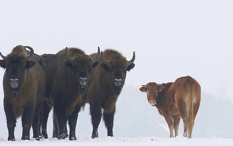 Mucca che si è unita ai bisonti in Polonia