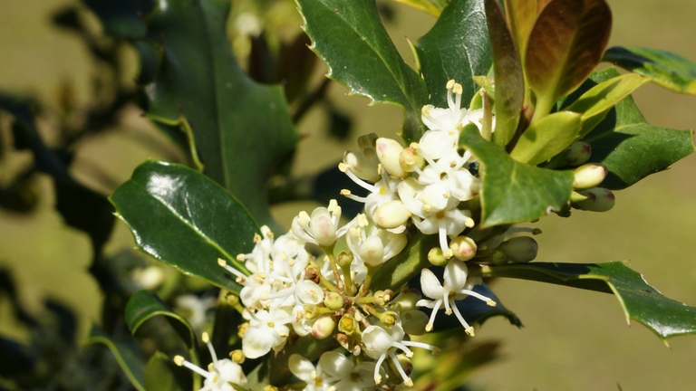 Holly è il rimedio floreale di Bach ricavato dal fiore di agrifoglio. ©Ingimage