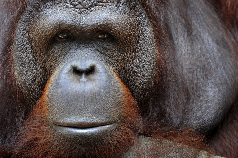 orangutan indonesia