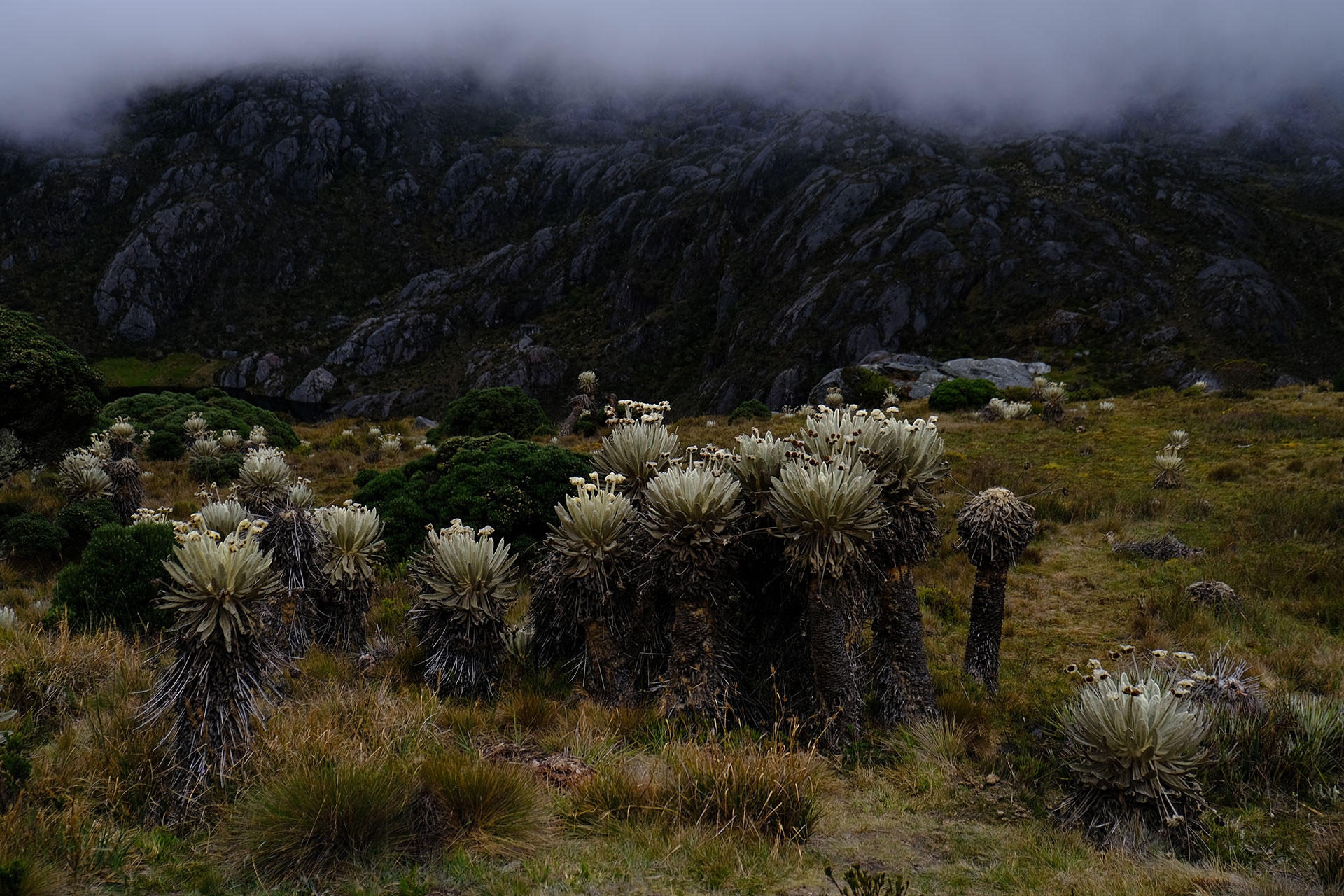 Vegetation in the páramo of Santurbán