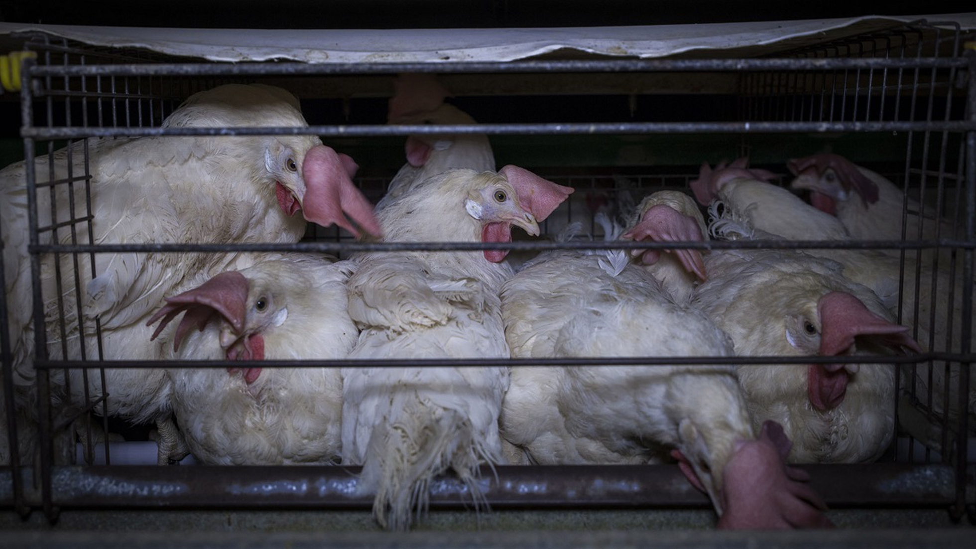Nuova inchiesta su galline ovaiole allevate in gabbia • Legambiente