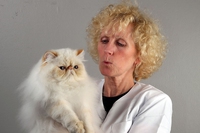 Il gatto persiano, un principe dal carattere affettuoso e sedentario