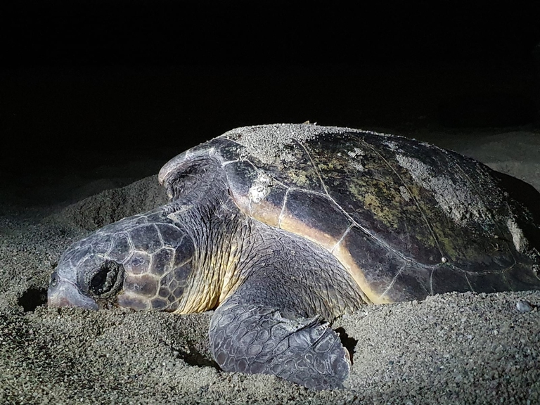 tartaruga marina