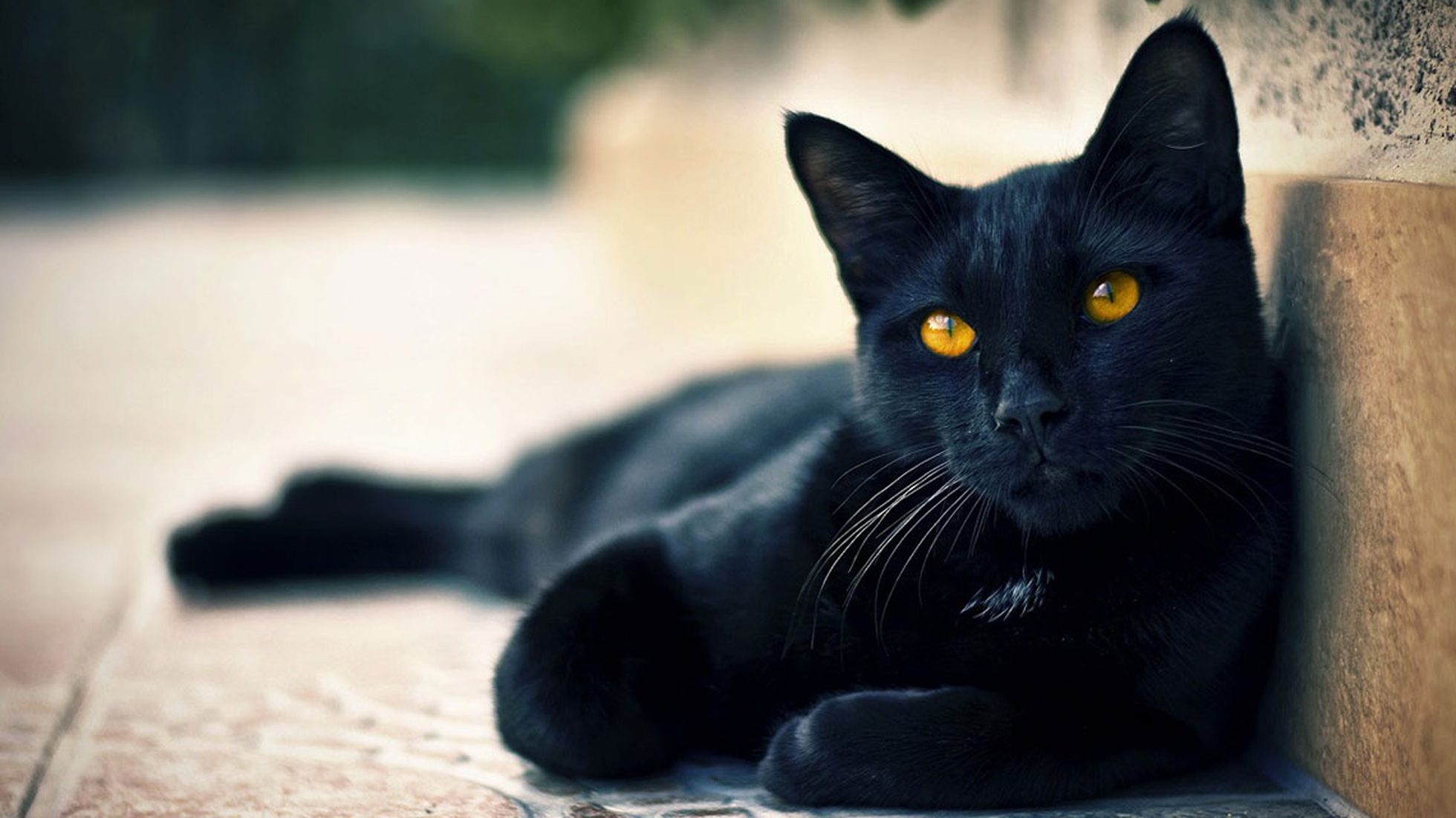 Bombay americano, tutto sull'affascinante gatto nero che sembra una pantera  in miniatura - LifeGate