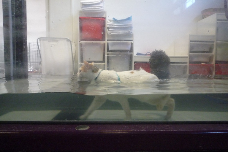 fisioterapia per animali