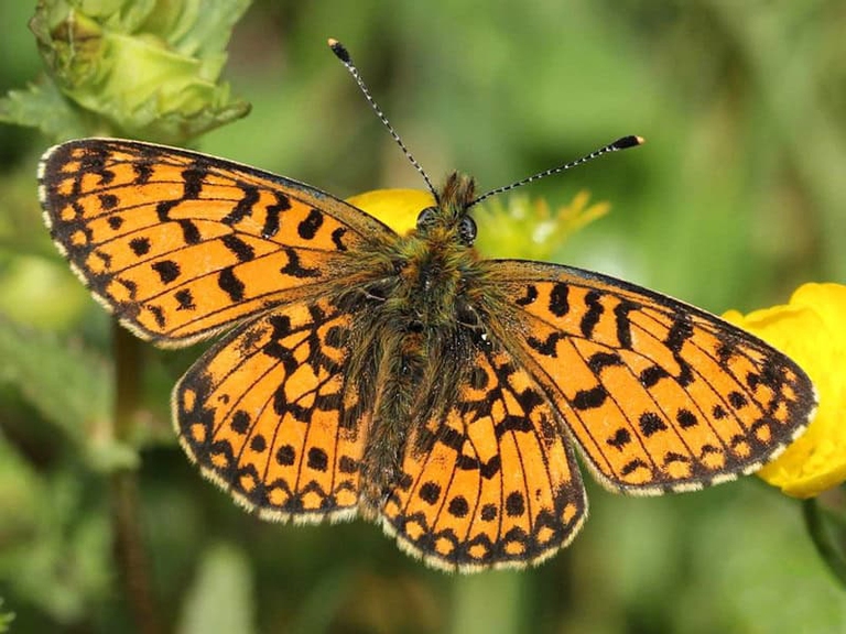 La Boloria seleneuna è una rara farfalla famosa per le sue ali con i bordi color perla. Il suo stato di conservazione è “vulnerabile”