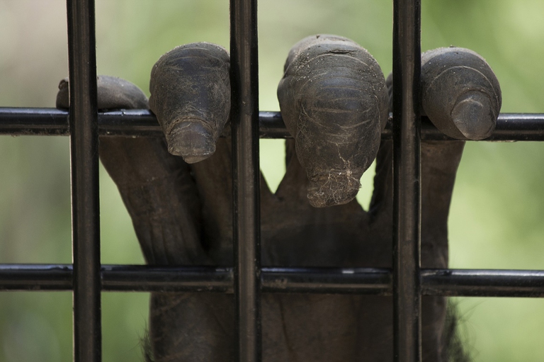 Scimpanzé in gabbia