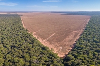 21 alberi abbattuti al secondo: ecco l’eredità di Bolsonaro in Amazzonia