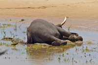 In Botswana sono morti oltre 100 elefanti a causa di antrace e siccità