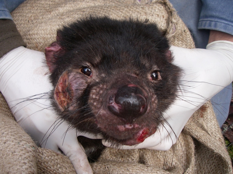 tasmanian devil
