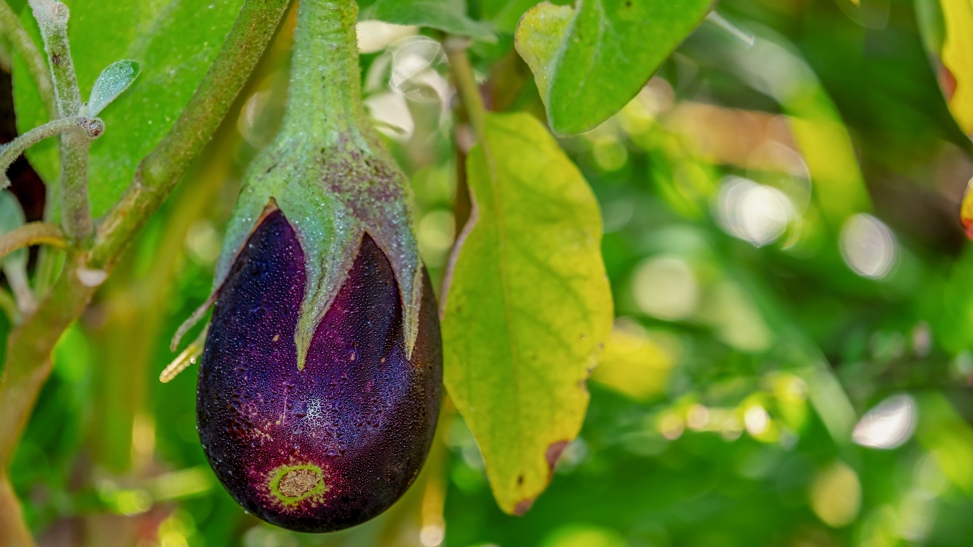 Aubergine, purple in the orchard LifeGate