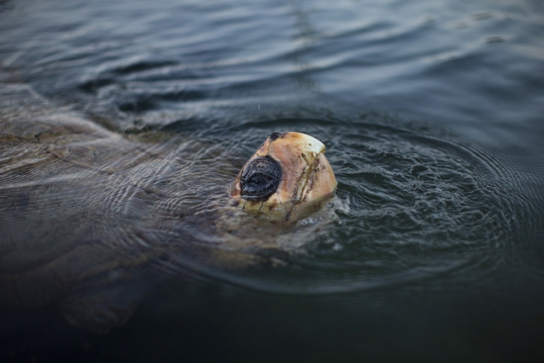 Tartaruga di mare che nuota