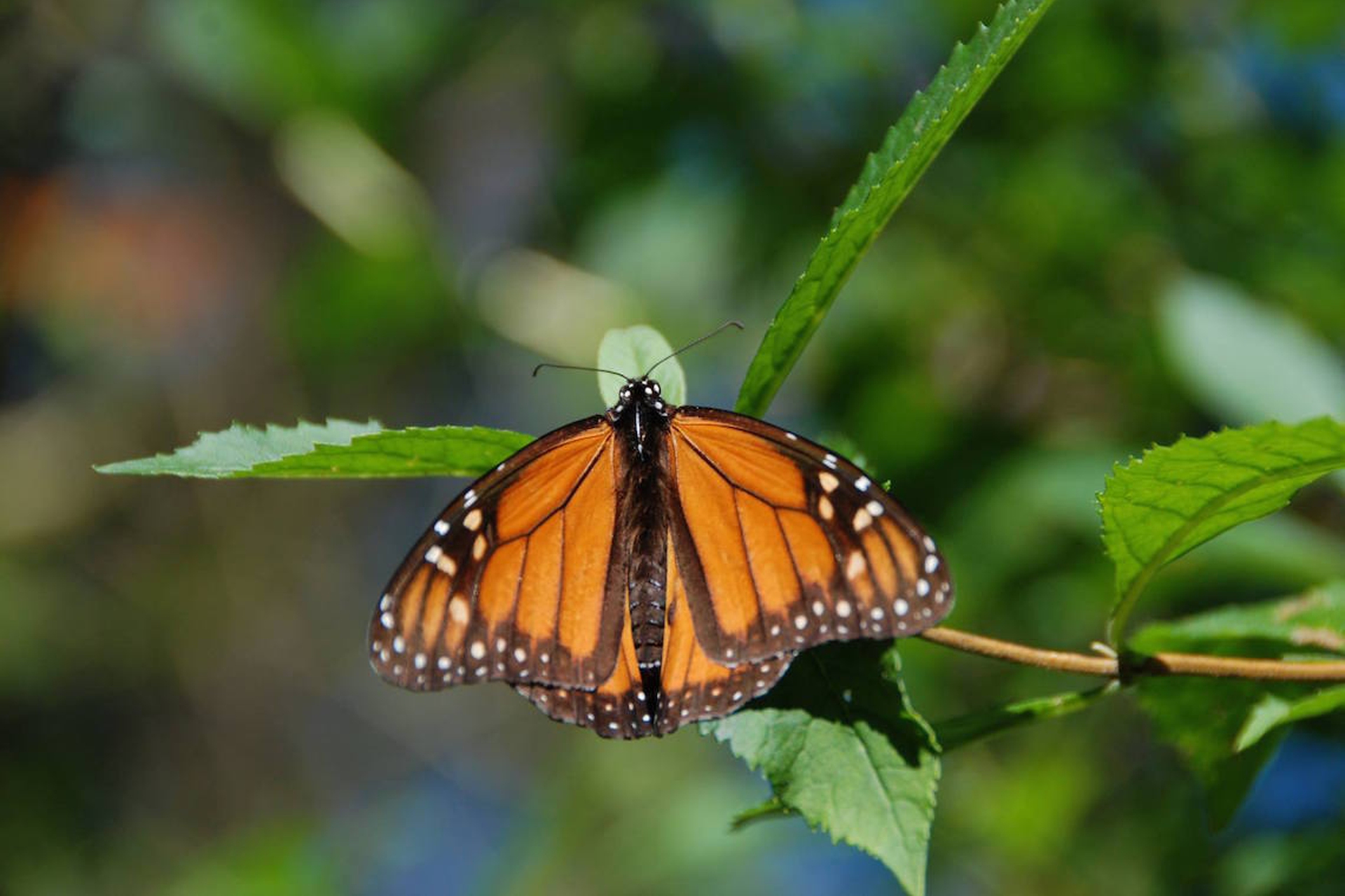 Monarch butterflies increase by 200% in Mexico's El Rosario Sanctuary