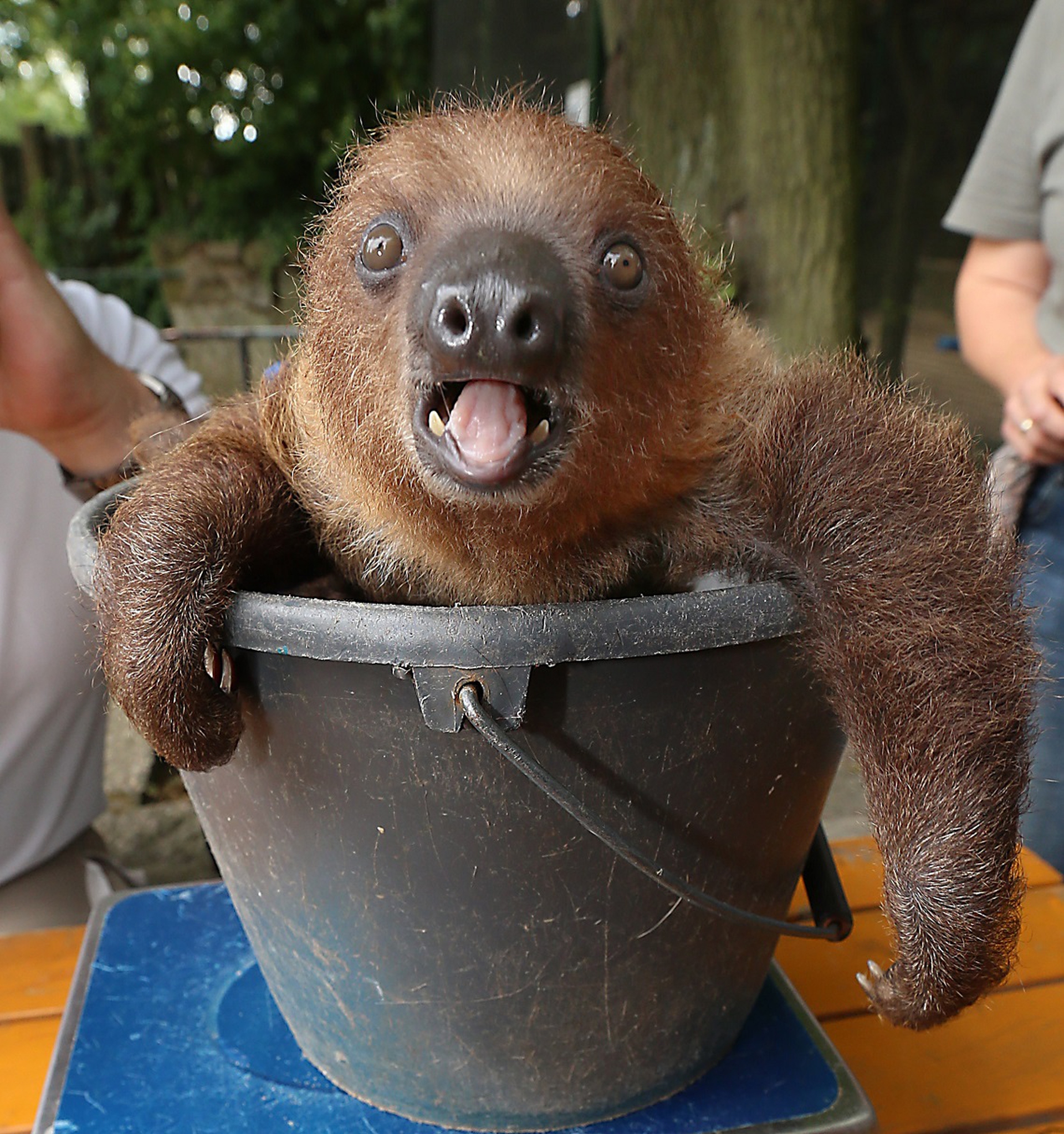 Baby sloth