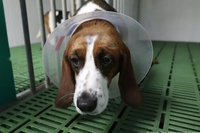 Un laboratorio in Spagna è stato accusato di crudeli violenze sugli animali