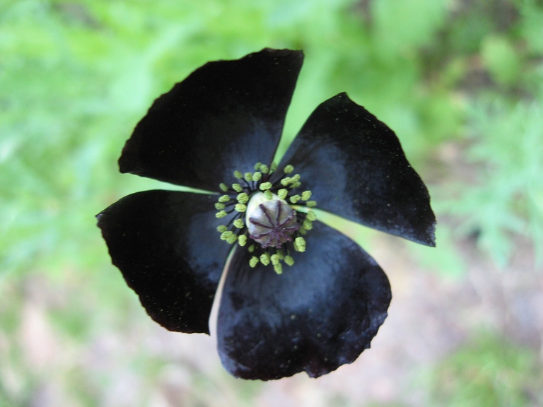 Fioritura del papavero Evelina