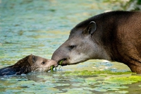 10 cose che (forse) non sapete sui tapiri