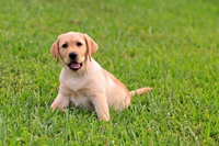 I diserbanti sono nemici dei cani