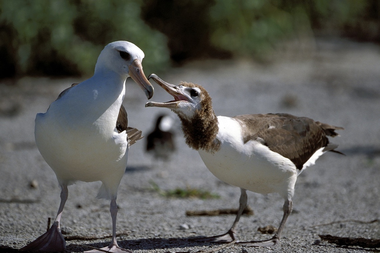 Femmina di albatro di Laysan con pulcino