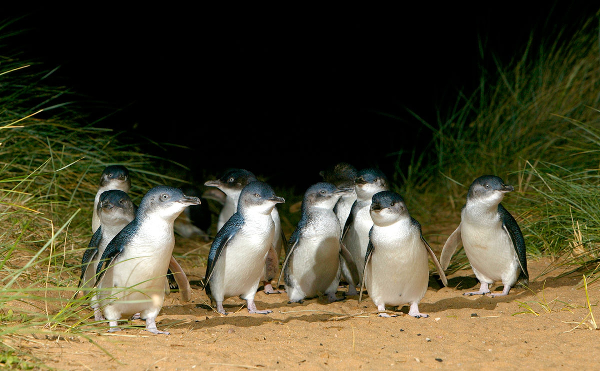 I pinguini blu dell'isola di Phillip - LifeGate