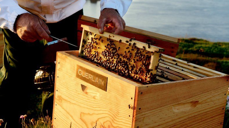 Guerlain si prende cura delle api che producono miele e propoli per Abeille Royale