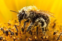 Api. L’Ue blocca i tre pesticidi killer