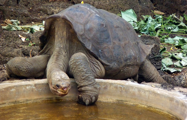 2020 news, lonesome george, extinct species
