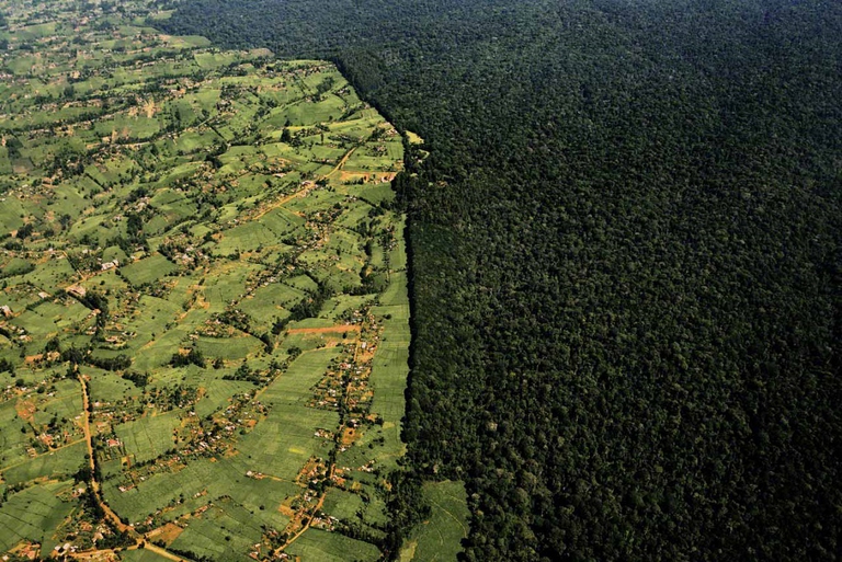 Foreste che costeggiano il Monte Kenya