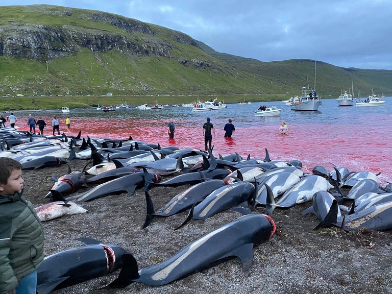 1.428 delfini sono stati uccisi durante una Grindadráp alle isole Faroe