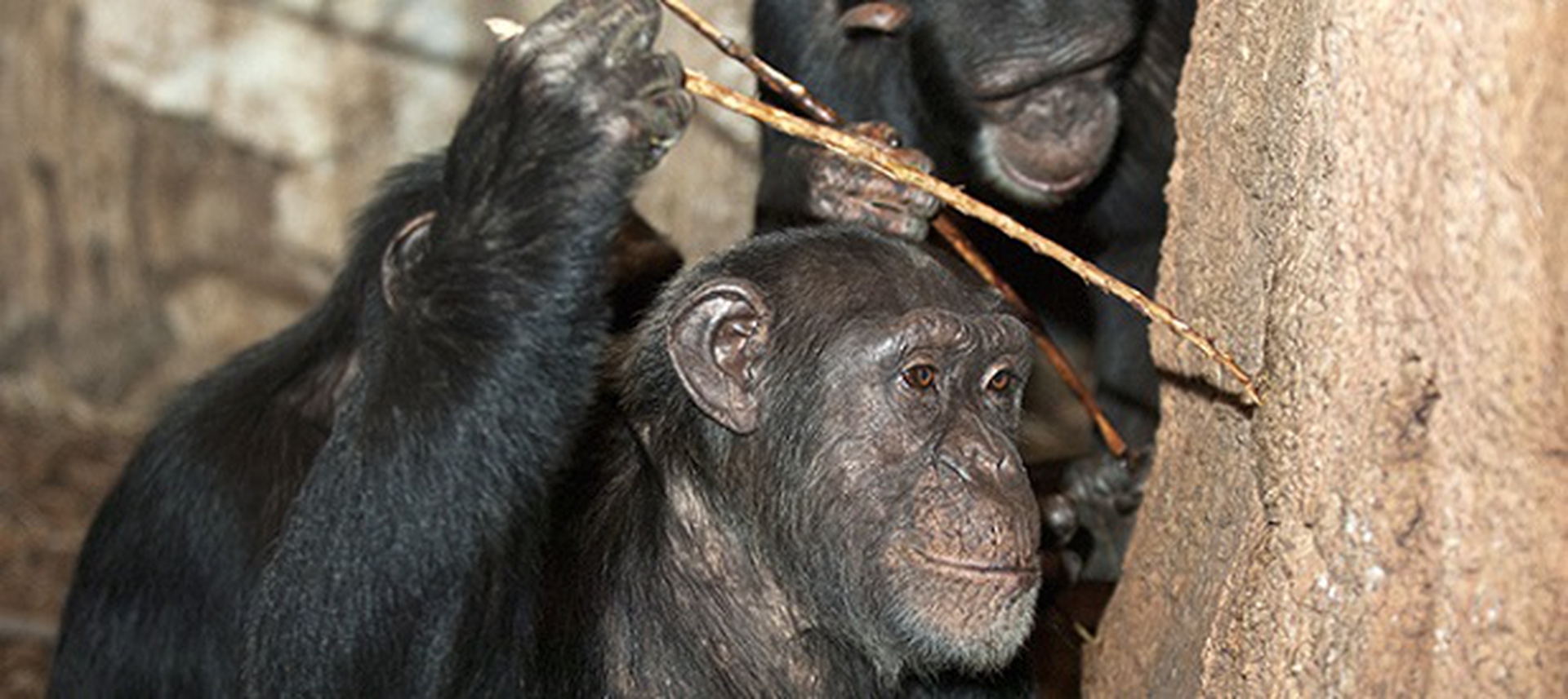 scimpanzé bastone