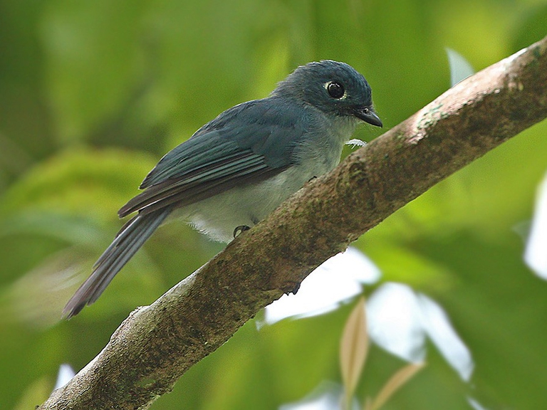 Il Seriwang di Sangihe, uccello in via di estinzione minacciato dalla miniera d'oro