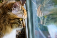 Ansia nel gatto, i consigli su come riconoscere i segnali e gestirli
