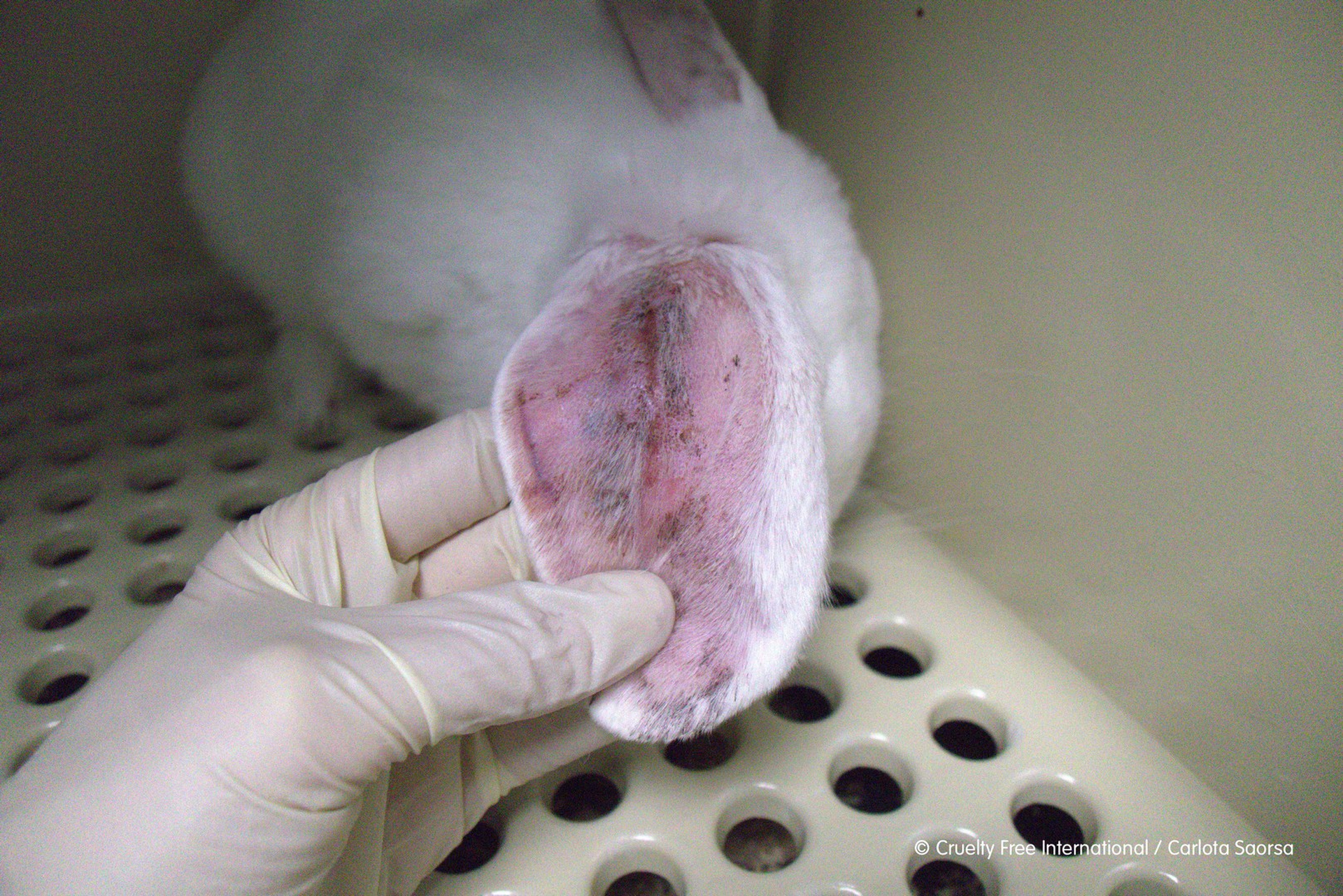 La ferita di uno dei conigli detenuti nel laboratorio