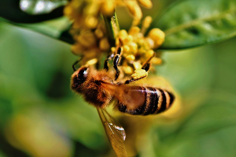 Un'ape mentre impollina un fiore
