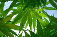 Marijuana: il test fai da te per rivelarla