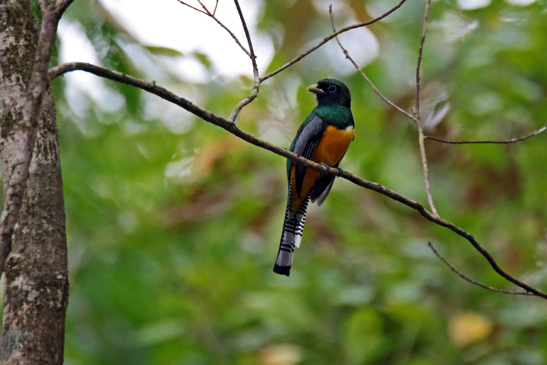 Gli uccelli dell’Amazzonia stanno diventando più piccoli a causa del riscaldamento globale