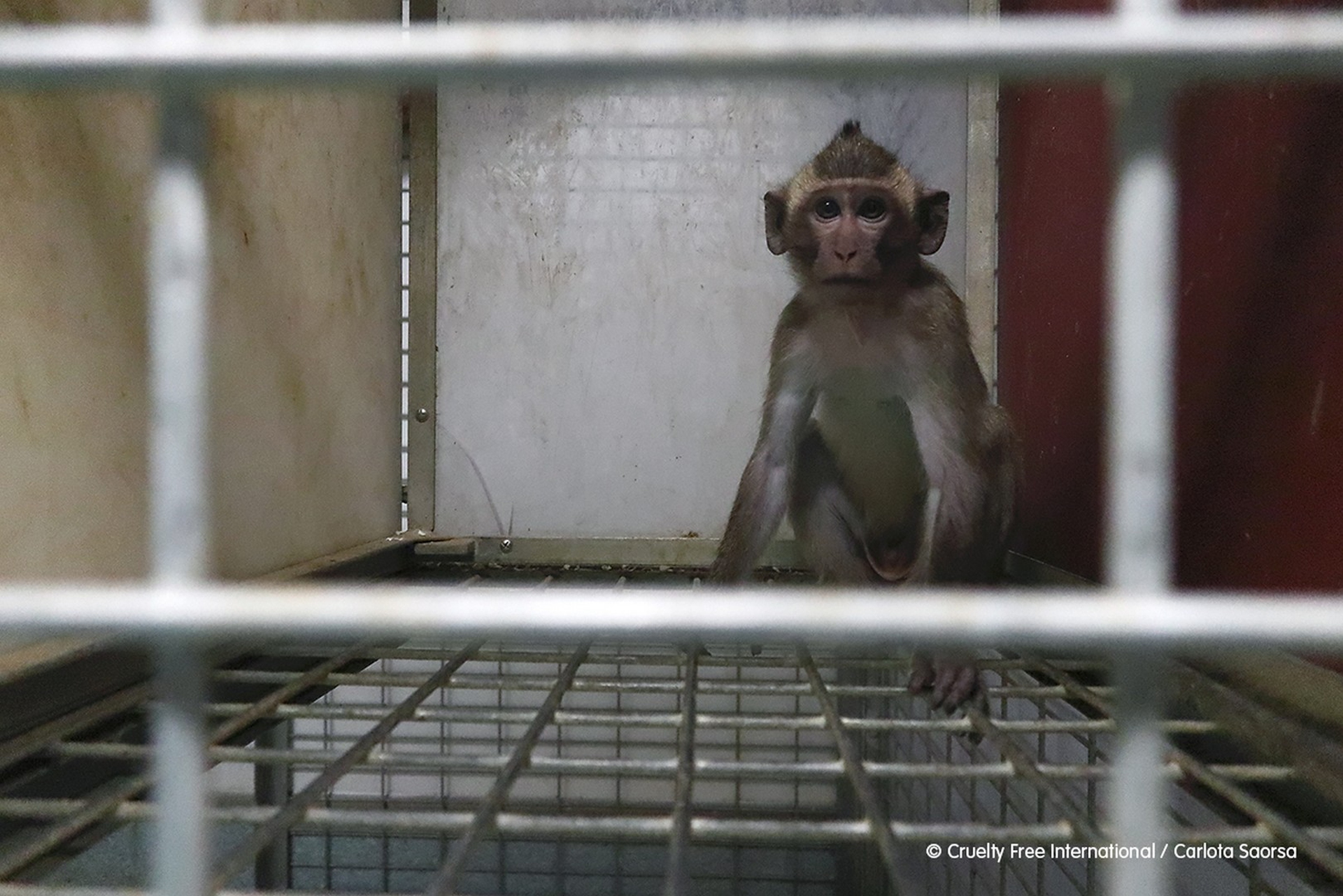 Una scimmia in gabbia nel laboratorio di Vivotecnia, in Spagna