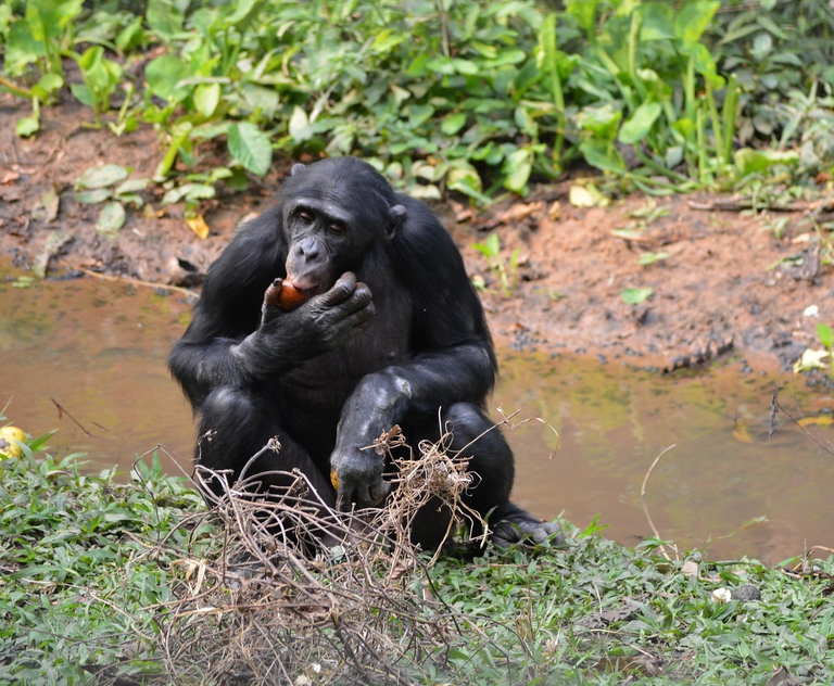 14 bonobo ritornano nella foresta pluviale del Congo
