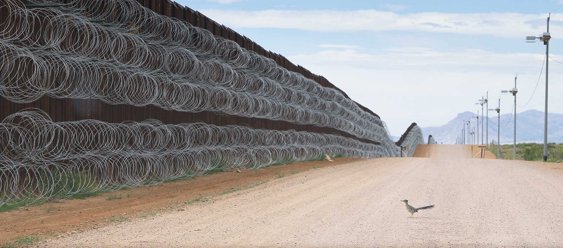 Roadrunner Approaching the Border Wall, Alejandro Prieto, World Press Photo 2020