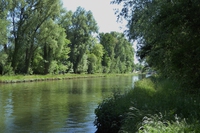 Belgio, tonnellate di pesci morti in un fiume. Uno zuccherificio sotto accusa