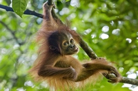 Specifying whether food contains palm oil is now compulsory in the EU