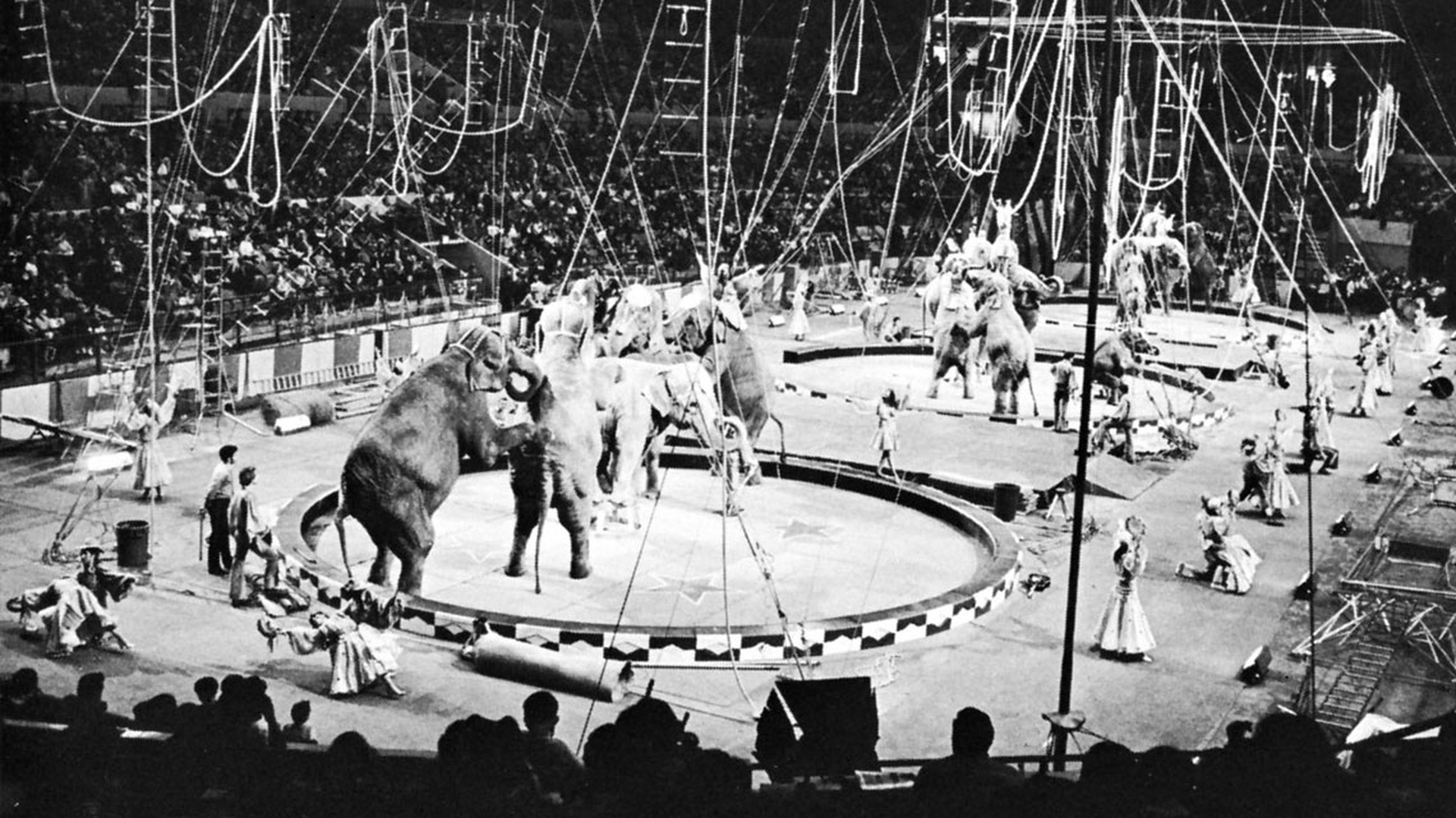 Зубы из циркового цирка. Ringling Bros. And Barnum & Bailey. Цирк Барнума и Бейли. Цирк братьев Ринглинг и Барнума и Бейли. Тейлор Барнум цирк.