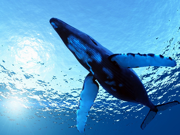 balene microplastiche cetacei
