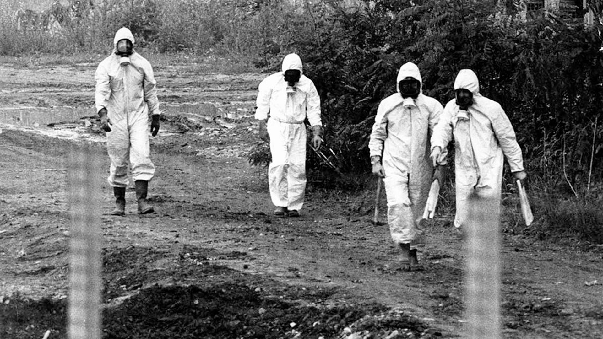 seveso-contaminazione-diossina