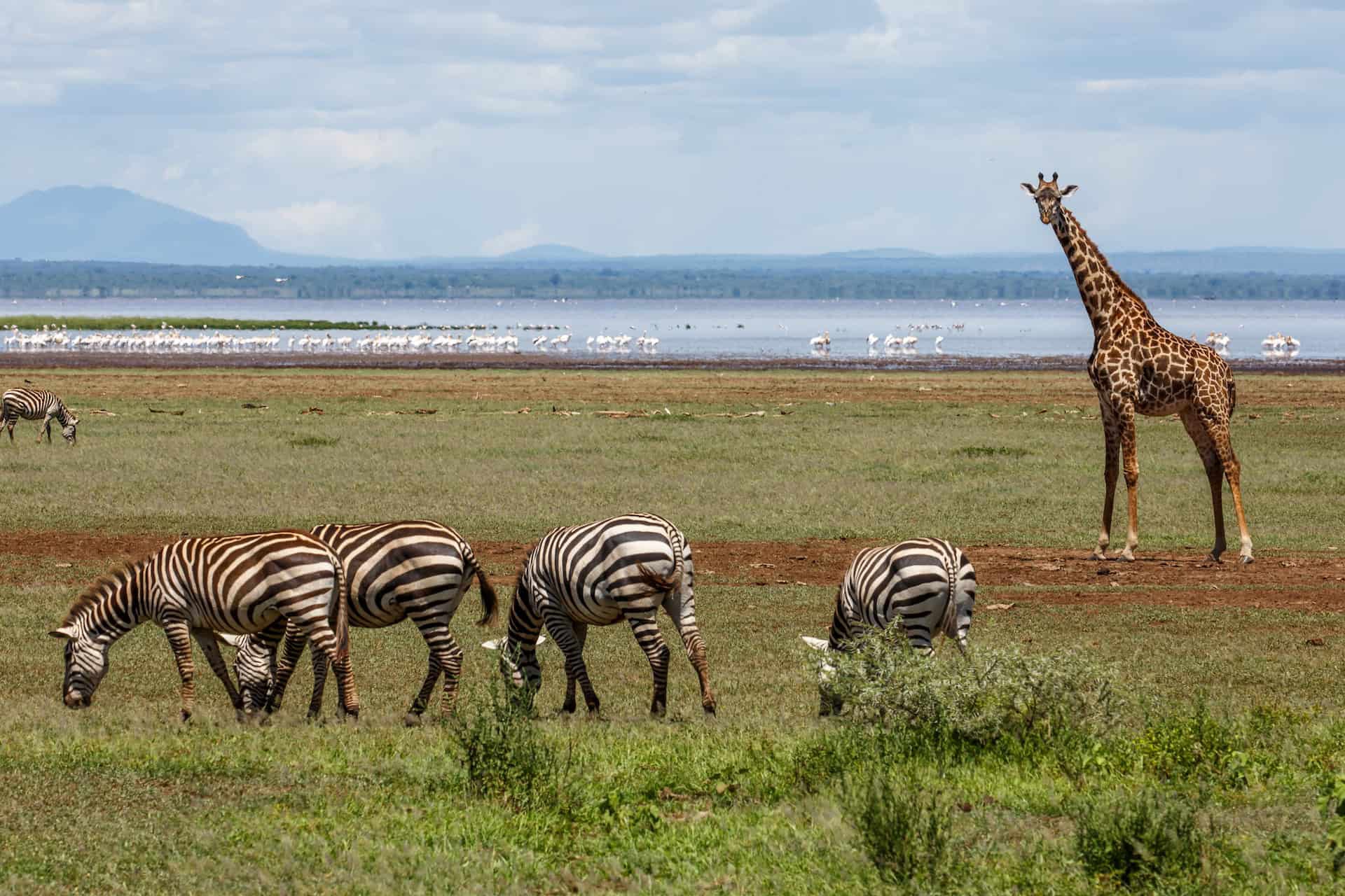 Parco nazionale del Lago Manyara
