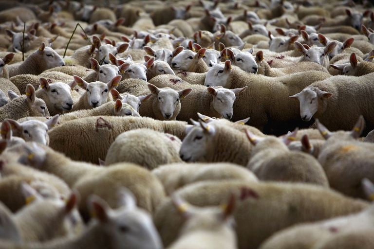 Ovini in vendita in Scozia