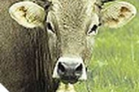 “Chi ha visto la Mucca Carolina?” scomparse 1000 razze d’allevamento