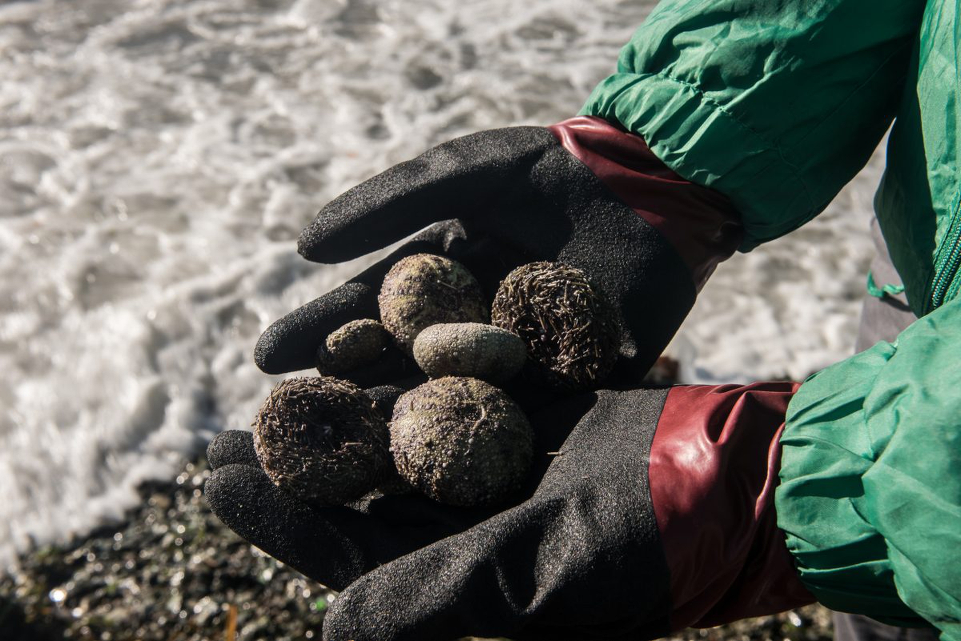 Kamchatka, an ecological disaster is causing mass death of marine ...