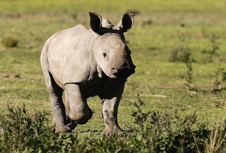 Cucciolo di rinoceronte