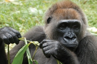 Camerun, il gorilla più raro del mondo è un po’ più al sicuro